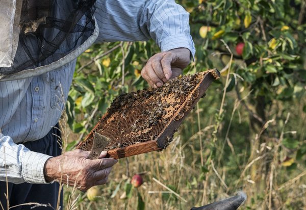 Comment intégrer efficacement le miel de Manuka dans sa routine beauté?
